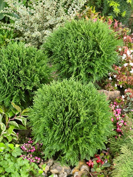 Thuja occidentalis Mecki