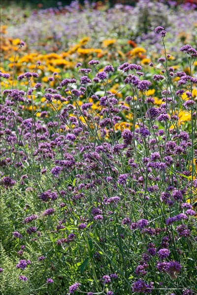 Verbena bonariensis