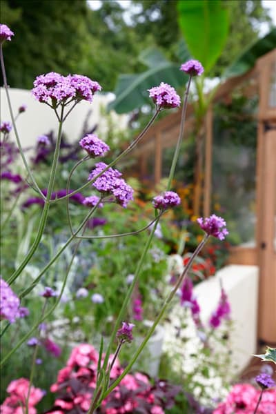 Verbena bonariensis