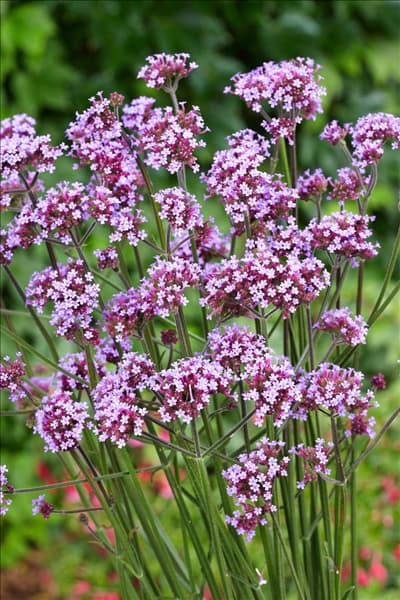 Verbena bonariensis