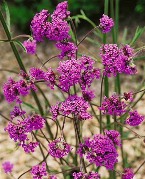 Verbena bonariensis