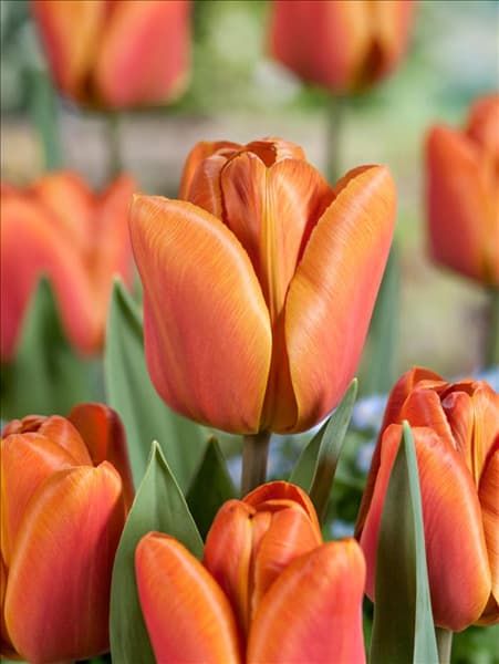 Tulipa Triumph Brown Sugar