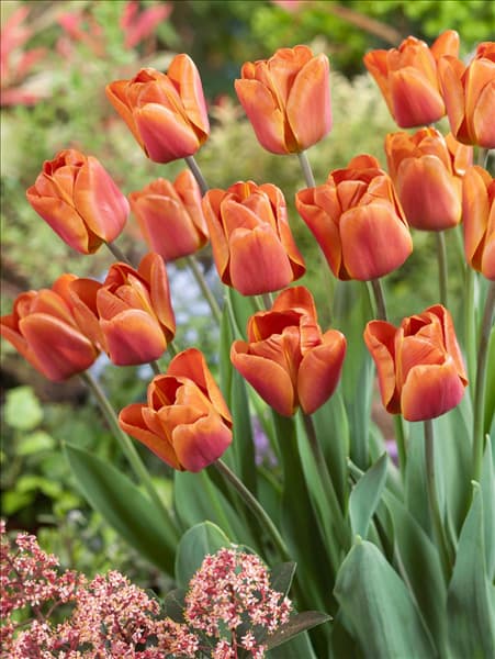 Tulipa Triumph Brown Sugar