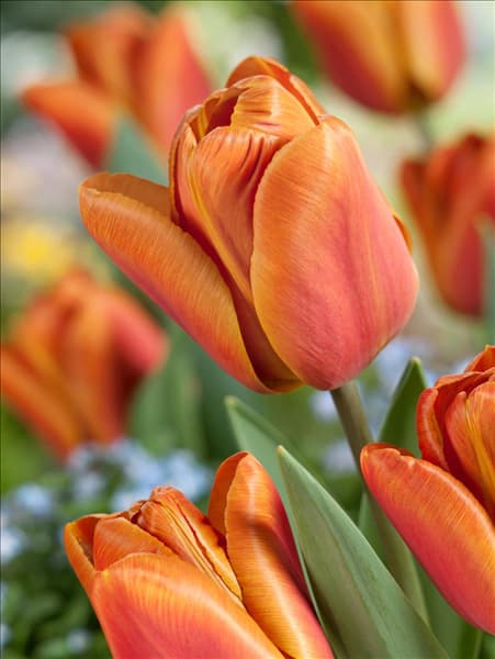 Tulipa Triumph Brown Sugar