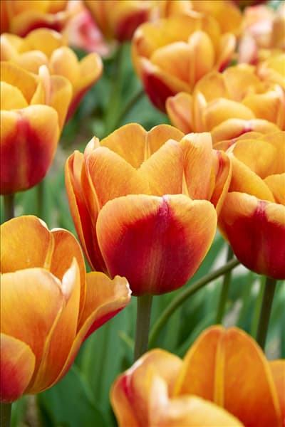 Tulipa Triumph Brown Sugar