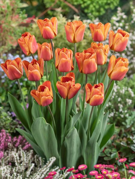 Tulipa Triumph Brown Sugar
