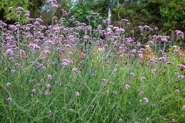 Verbena bonariensis
