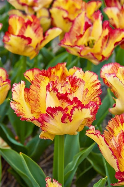 Tulipa Parrot Caribbean Parrot