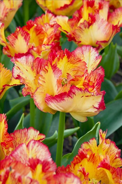 Tulipa Parrot Caribbean Parrot