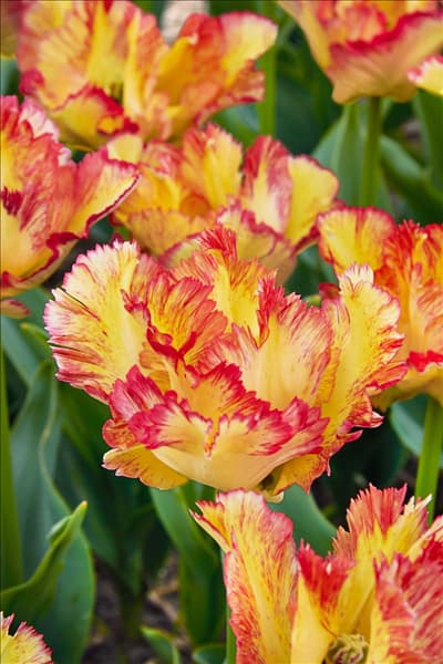 Tulipa Parrot Caribbean Parrot