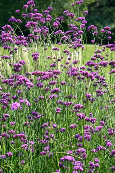 Verbena bonariensis