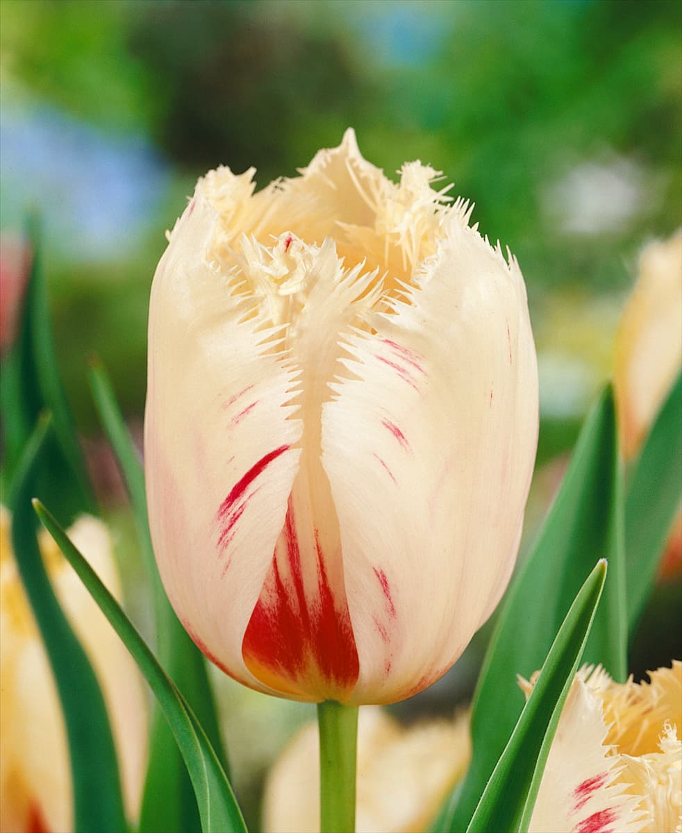 Tulipa Crispa Carrousel
