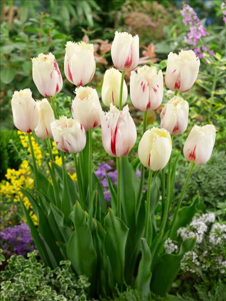 Tulipa Crispa Carrousel
