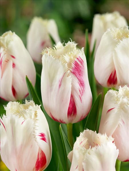 Tulipa Crispa Carrousel