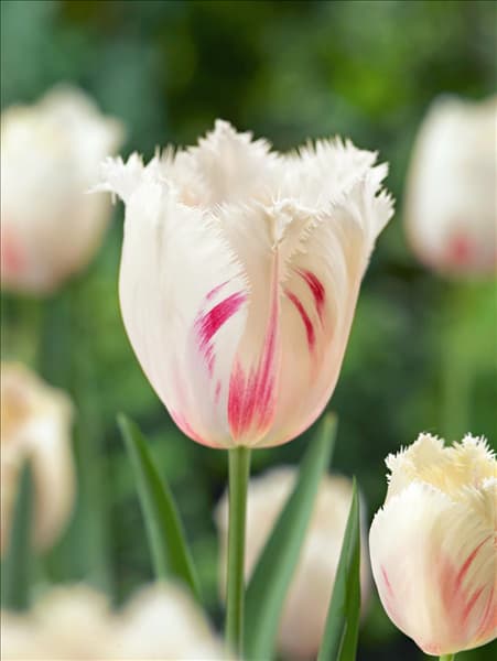Tulipa Crispa Carrousel