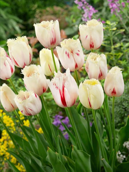 Tulipa Crispa Carrousel