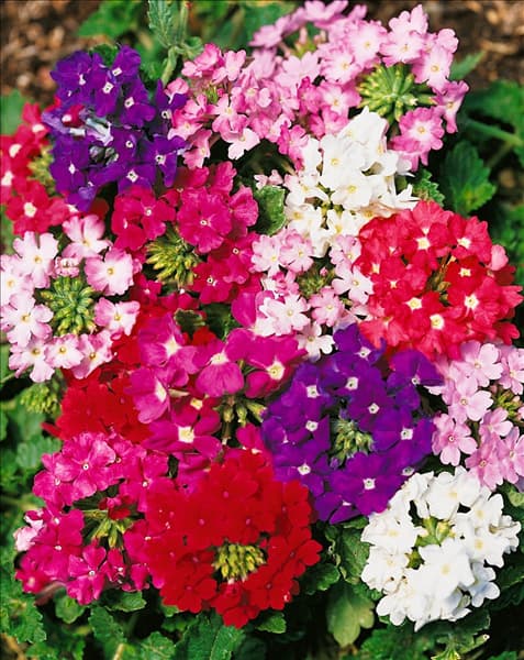 Verbena Aztec mixed