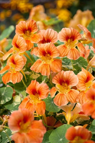 Tropaeolum majus Alaska Apricot