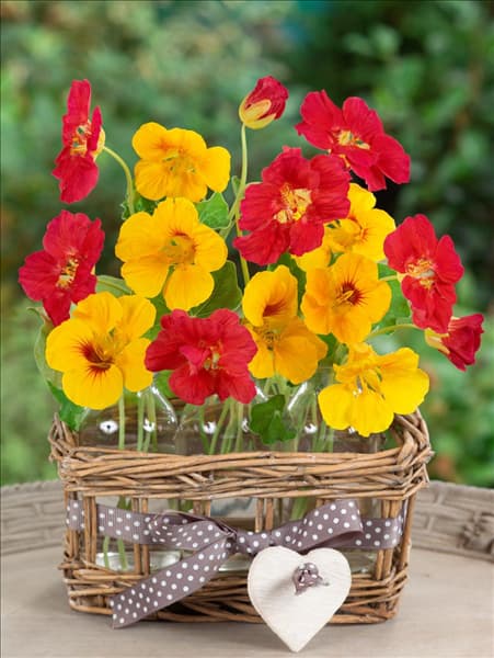Tropaeolum majus C Kremom