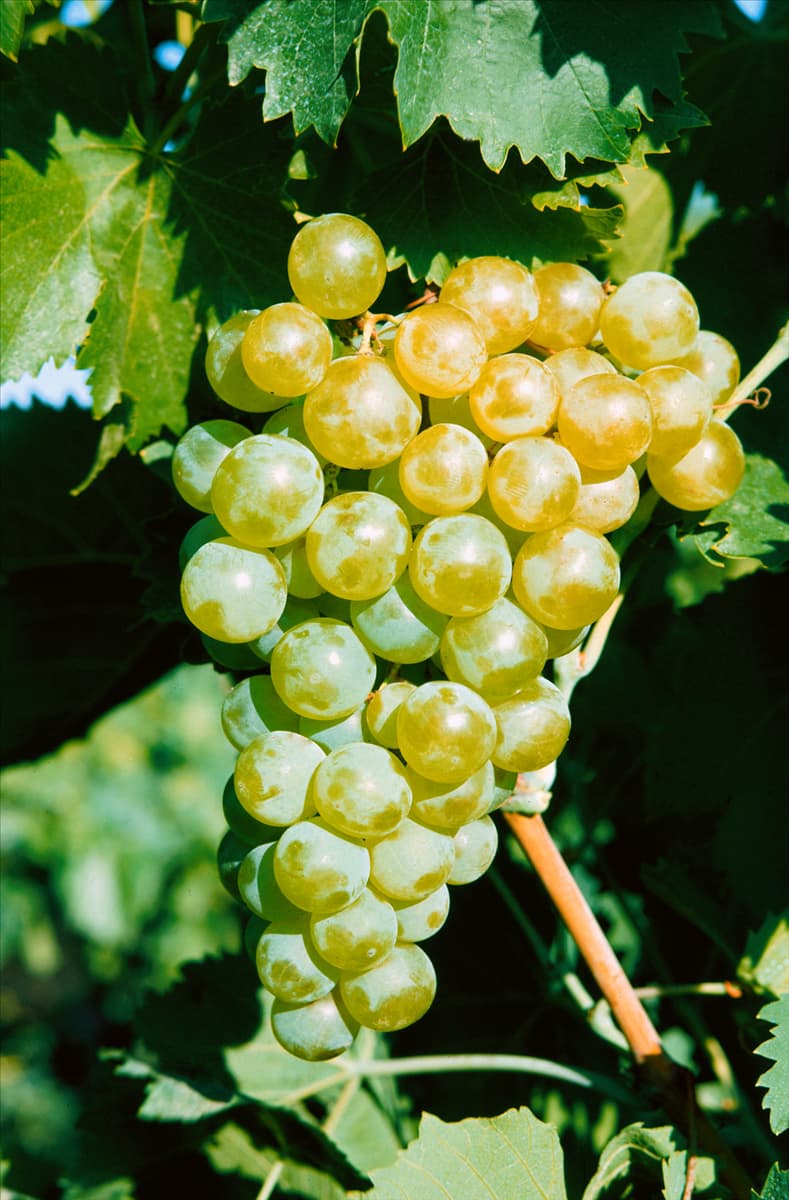Vitis vinifera subsp. vinifera