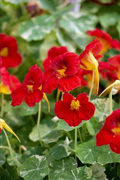 Tropaeolum majus Alaska Raspberry