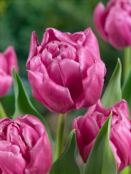 Tulipa Double Late Double Princess