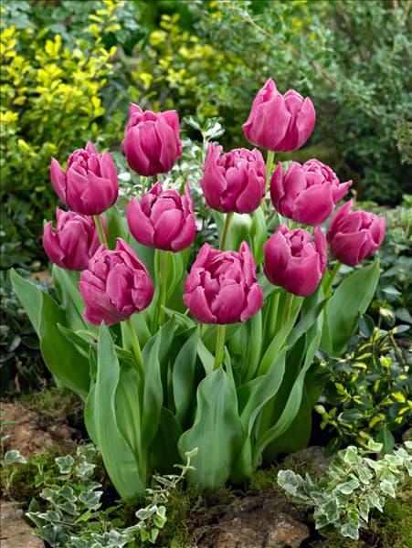 Tulipa Double Late Double Princess