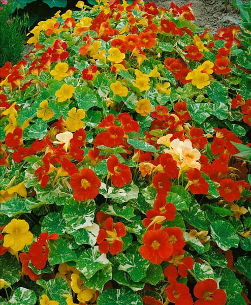 Tropaeolum majus Alaska Mixed