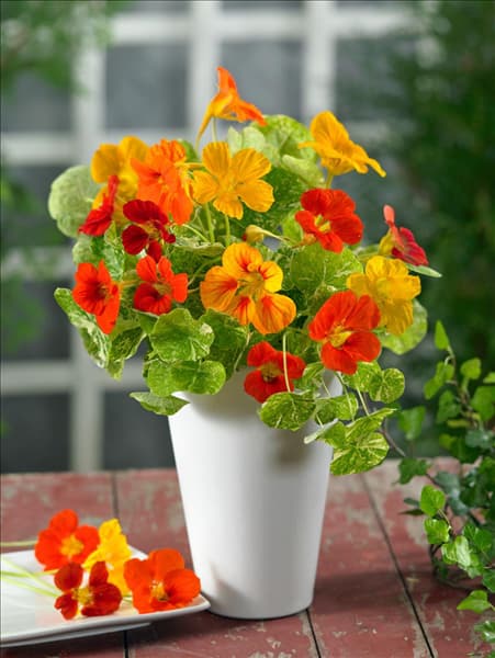 Tropaeolum majus Tip Top Alaska