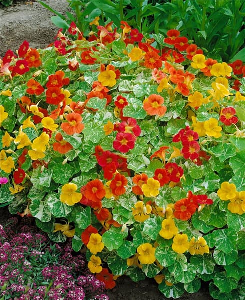 Tropaeolum majus Alaska Mixed