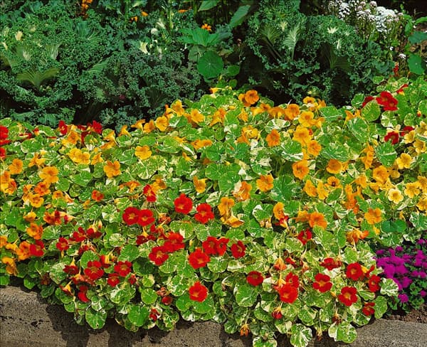 Tropaeolum majus Alaska Mixed