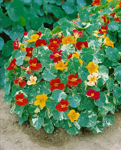 Tropaeolum majus Alaska Mixed