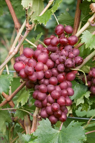 Vitis vinifera subsp. vinifera Vanessa