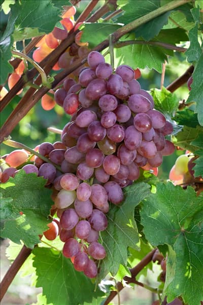 Vitis vinifera subsp. vinifera Katharina