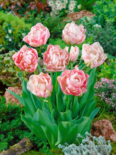 Tulipa Double Late Finola