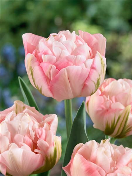 Tulipa Double Late Finola