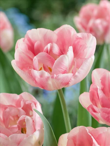 Tulipa Double Late Finola
