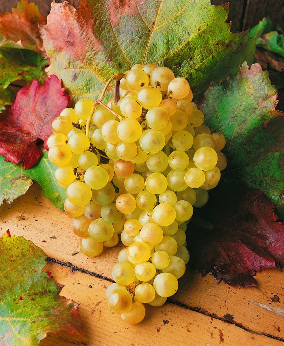 Vitis vinifera subsp. vinifera Chasselas