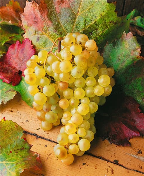 Vitis vinifera subsp. vinifera Chasselas