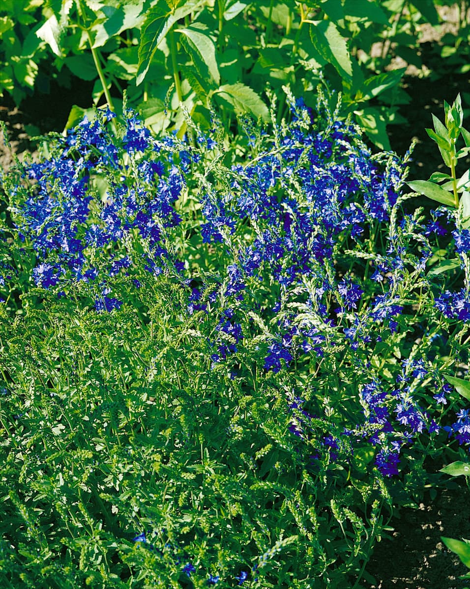 Veronica austriaca ssp. teucrium  Zenerium Knallblau