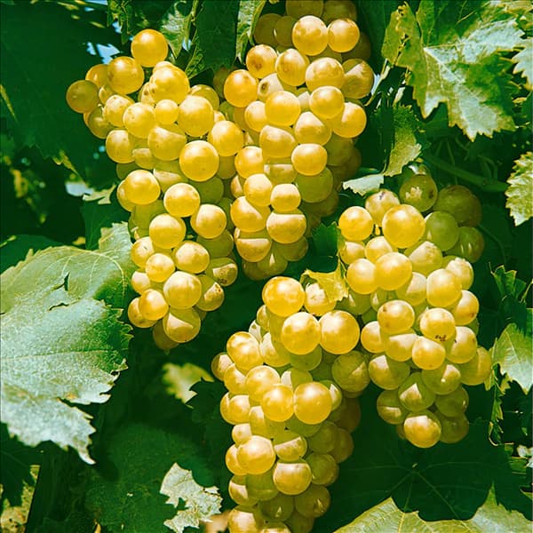 Vitis vinifera subsp. vinifera Chasselas