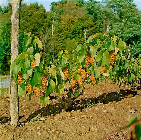 Vitis vinifera subsp. vinifera Chasselasde Tramontana