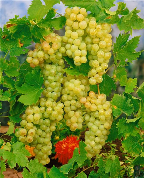 Vitis vinifera subsp. vinifera Chasselas de Maisac