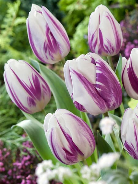 Tulipa Triumph Flaming Flag
