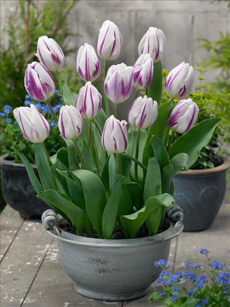 Tulipa Triumph Flaming Flag im Topf