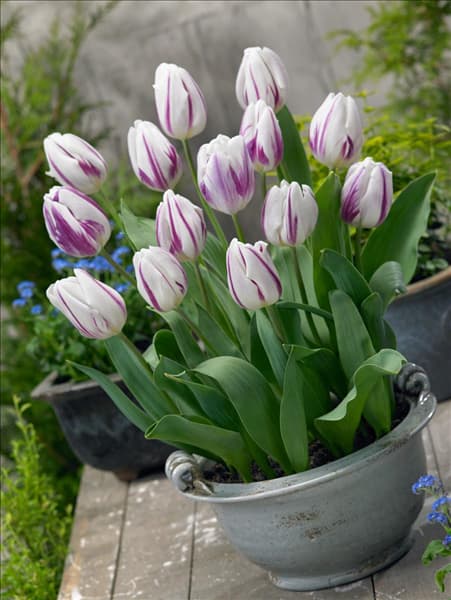 Tulipa Triumph Flaming Flag im Topf