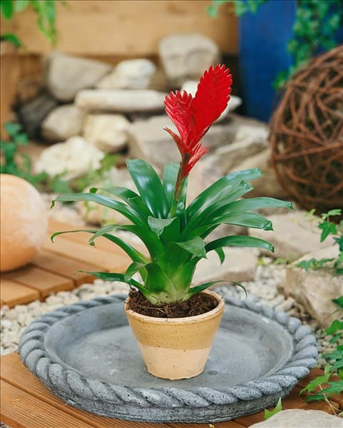 Vriesea Christiane