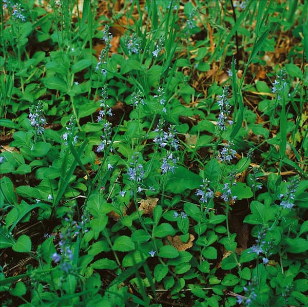 Veronica officinalis