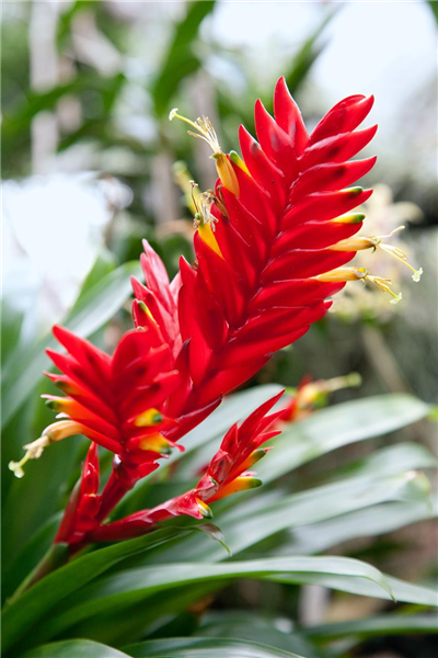 Vriesea