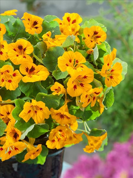 Tropaeolum minus Lady Bird